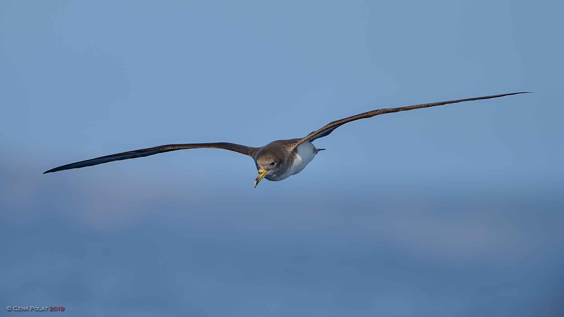 Cory's Shearwater